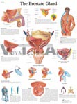 The Prostate Gland - Anatomical Chart